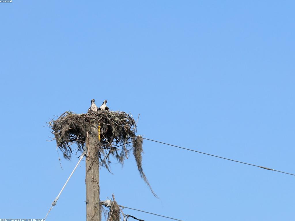 វប្បធម៌នៃព្រឹត្តិការណ៍នេសាទ