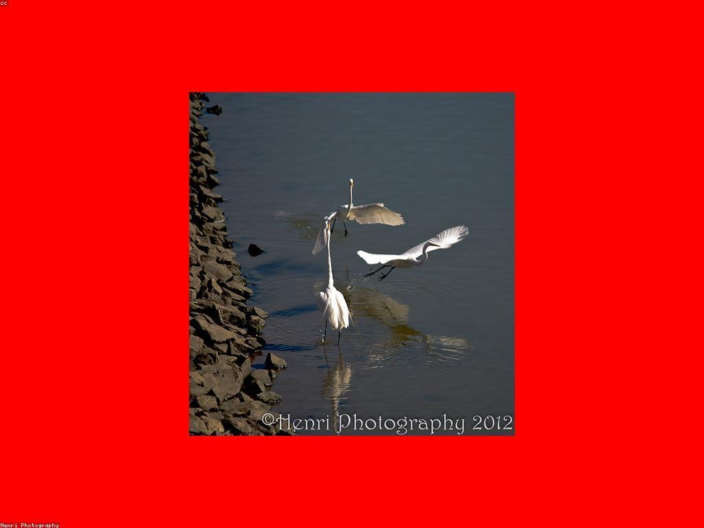 គន្លឺសម្រាប់ហ្គេមនេសាទល្បី: ចំនុចសំខាន់ៗនៃការលេង