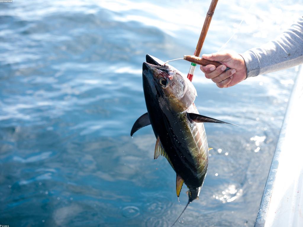 និន្នាការថ្មីៗនៃហ្គេមនេសាទល្បី