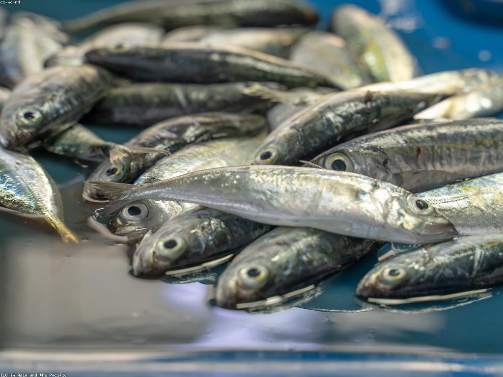 យុទ្ធសាស្ត្រនេសាទសម្រាប់អ្នកនេសាទមានបទពិសោធន៍